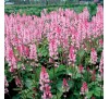 Гейхерелла  Дейглоу Пинк (Dayglow Pink) C1